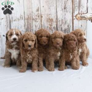 Isabella, Mini Goldendoodle Puppy